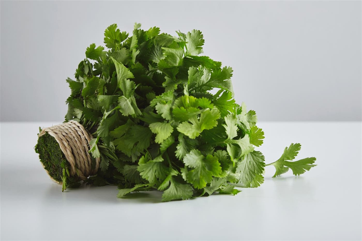 Coriander seeds spice from India